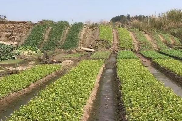 【國產激情在線觀看】春晚第一個爆款來了！無錫非遺怎么接住這波流量？