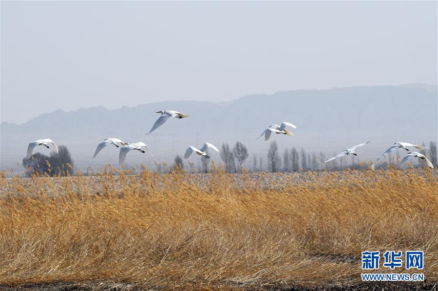 【國產(chǎn)在線黃色視頻】平緩坂仔：活躍推動森林公園改造與晚年活動中心硬化工程