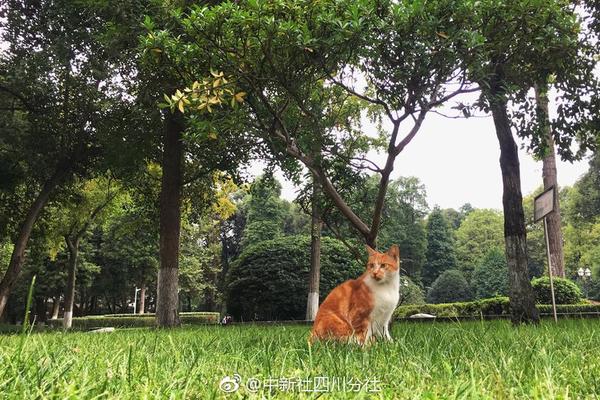 【國產亞洲視頻在線觀看】廣西侗鄉：“月也”迎春年味濃