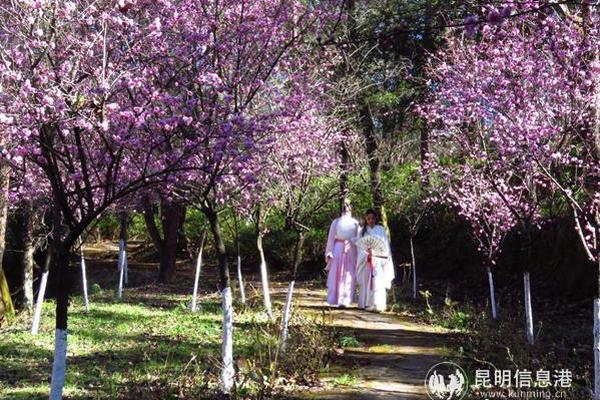 【國產中文字幕在線視頻】新春走底層｜深圳入境游商場喜迎明麗春日