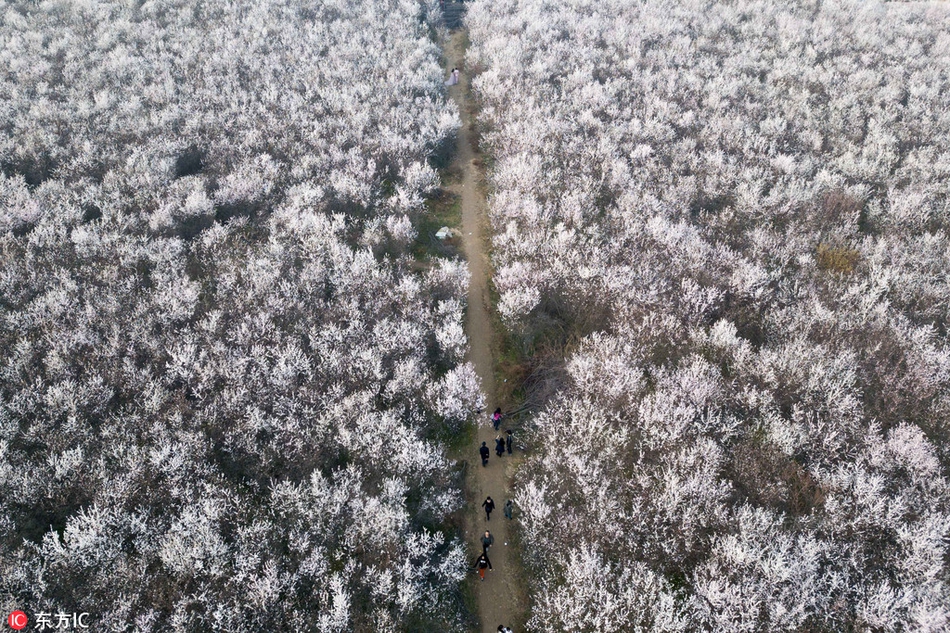 【國產老熟女視頻】存放三十年的靈芝還能吃嗎